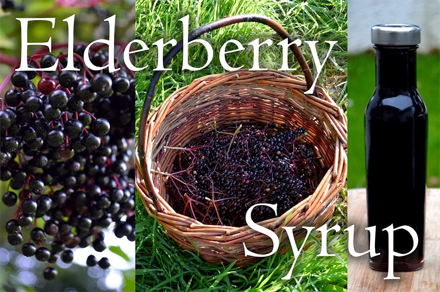 Keeping your family healthy with homemade elderberry syrup