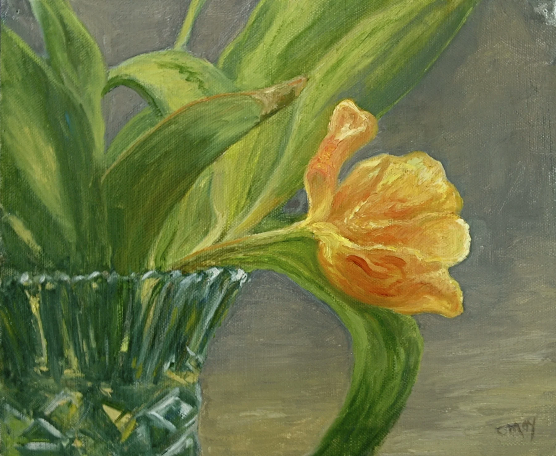 Parrot Tulip 8x10 Private Collection