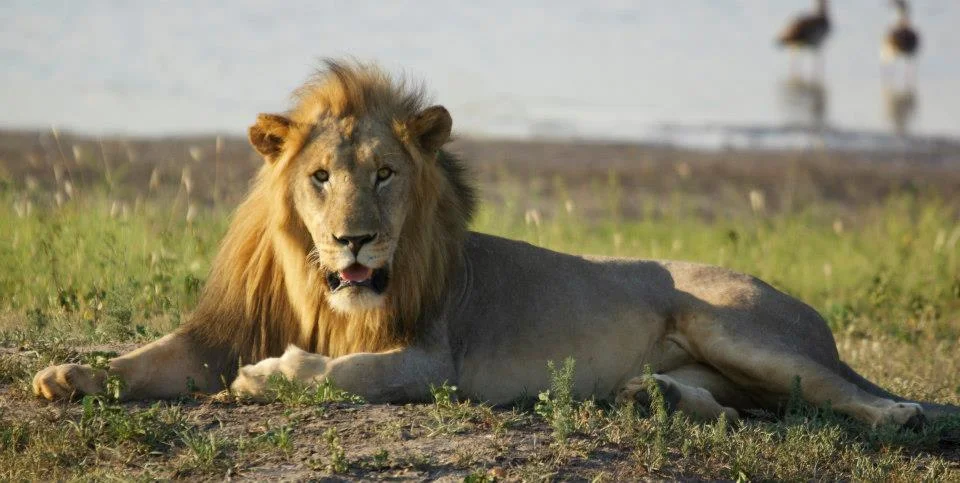 Dominant Linyala Male