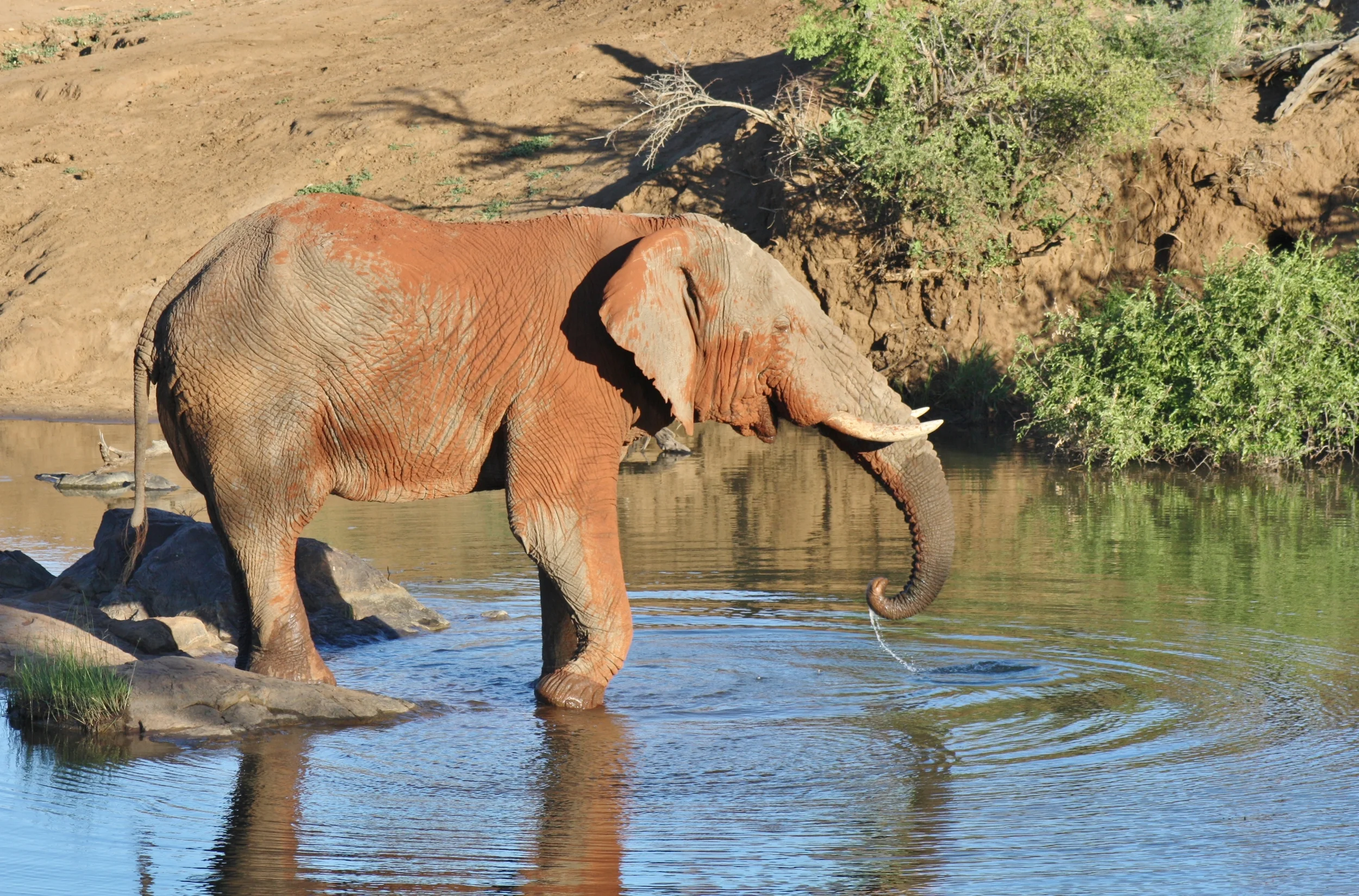 Bull Elephant at the Drift