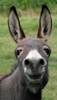 donkey.jpg