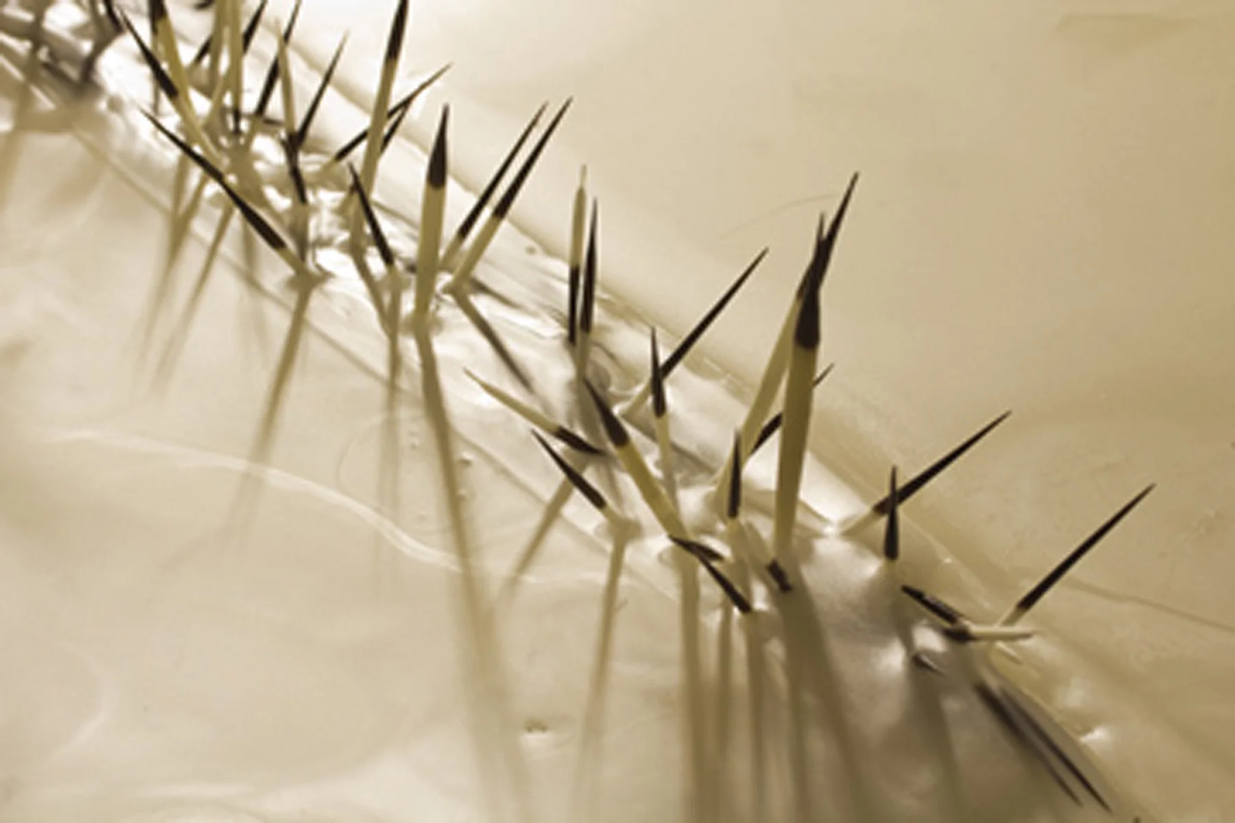 beguiledetail2.jpg
