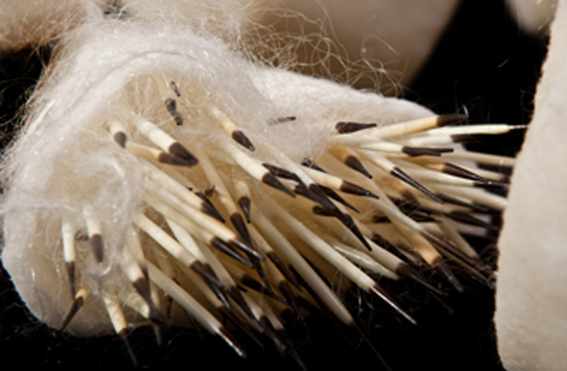 quill fac2detail.jpg