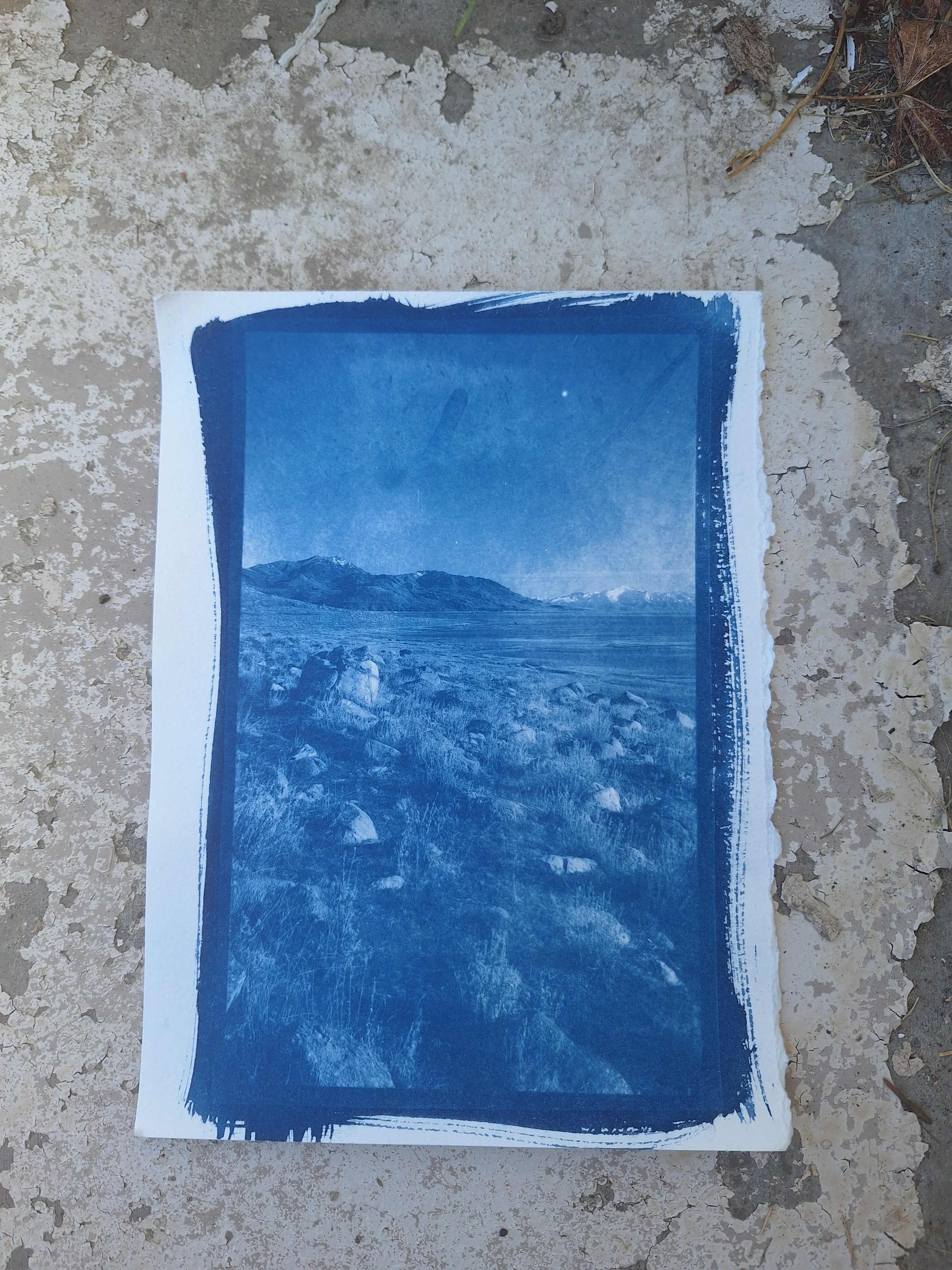 Grebes- Cyanotype on Watercolour Paper
