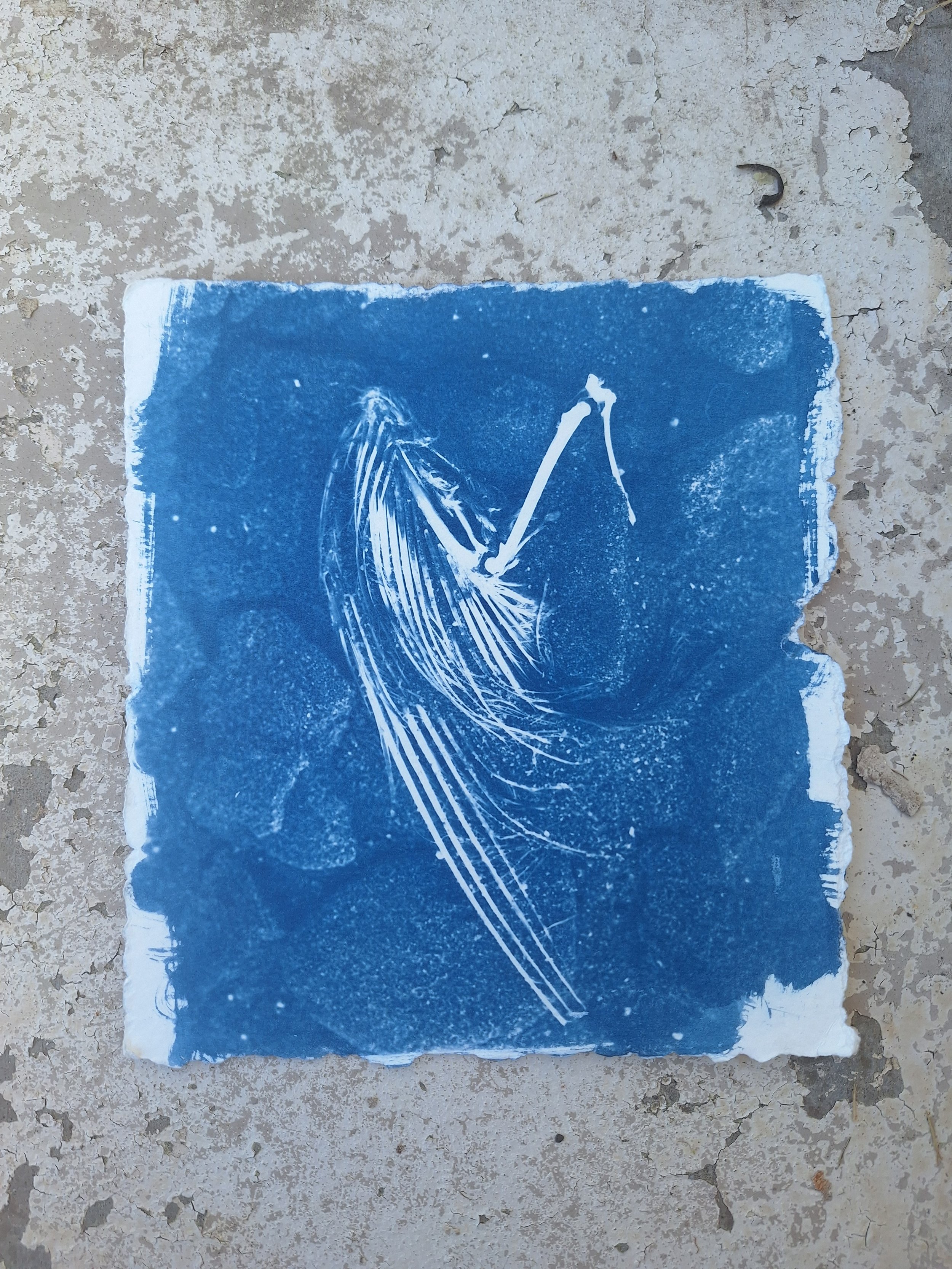 Wing- Cyanotype on Watercolour Paper