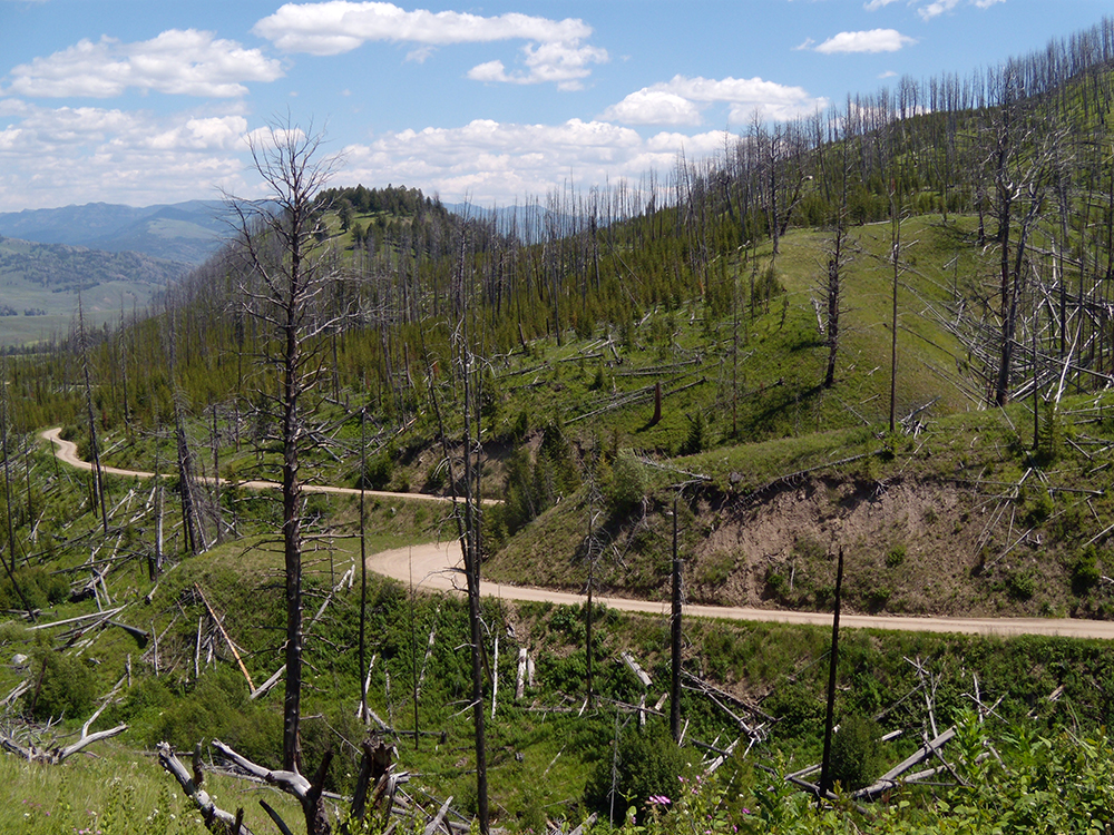 yellowstoneroad.jpg