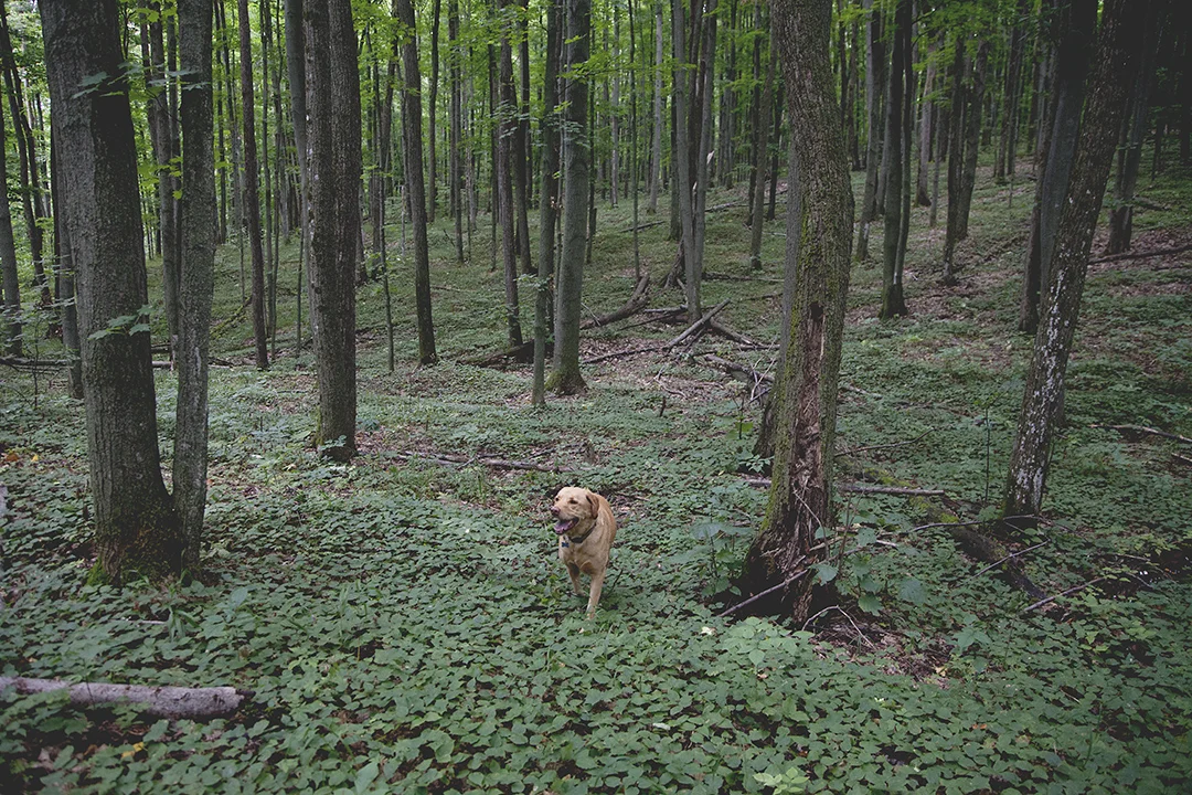 dogintrees.jpg