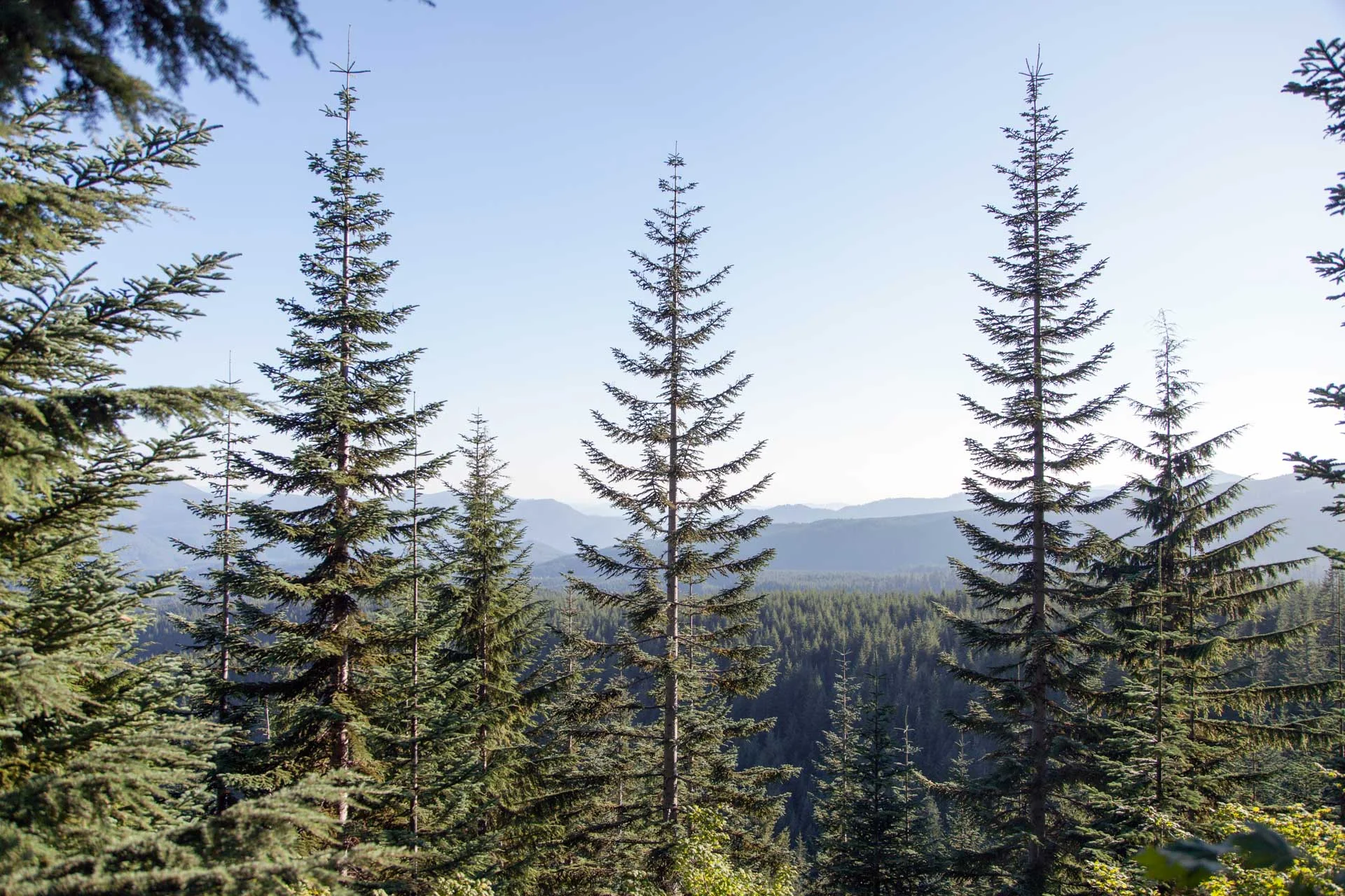 trestrees.jpg
