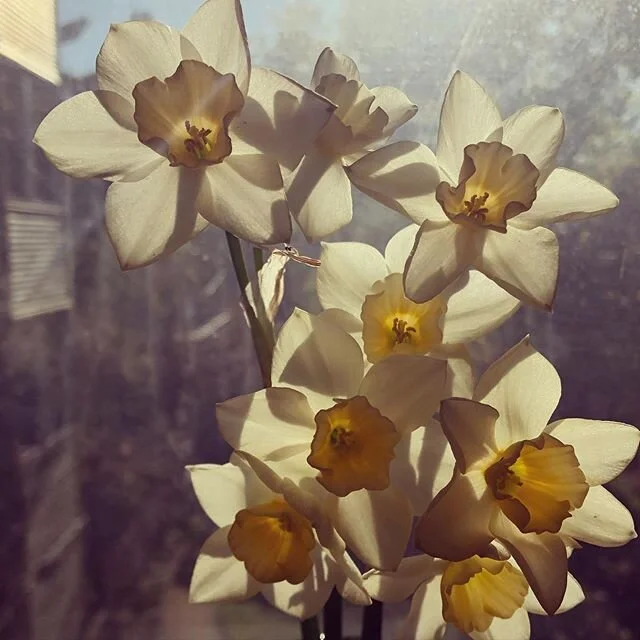 afternoon light