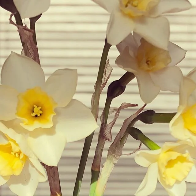 &ldquo;then my heart with pleasure fills and dances with the daffodil&rdquo; - william wordsworth