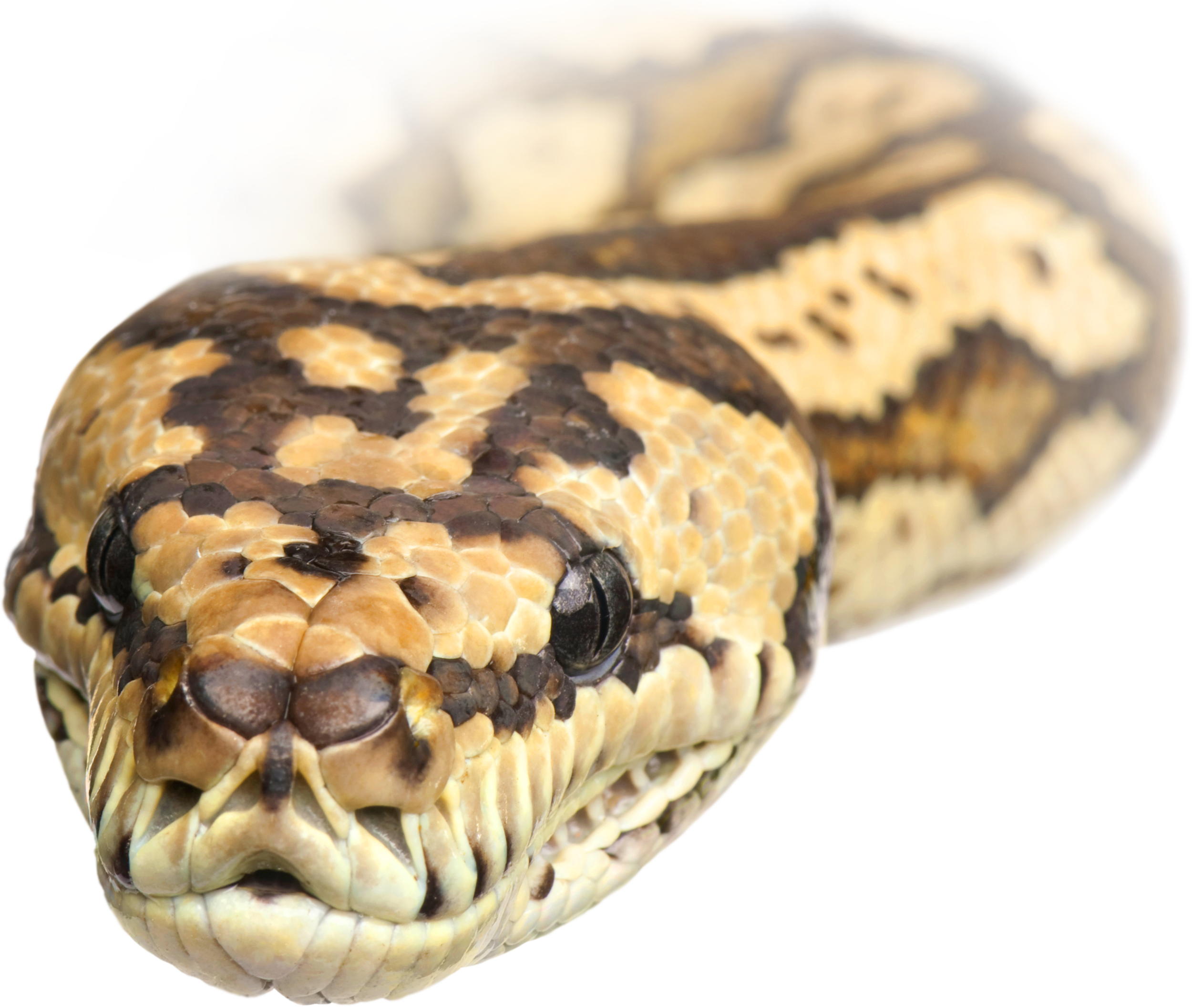 Python2.png