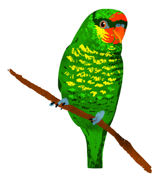 Animal 1: Bird