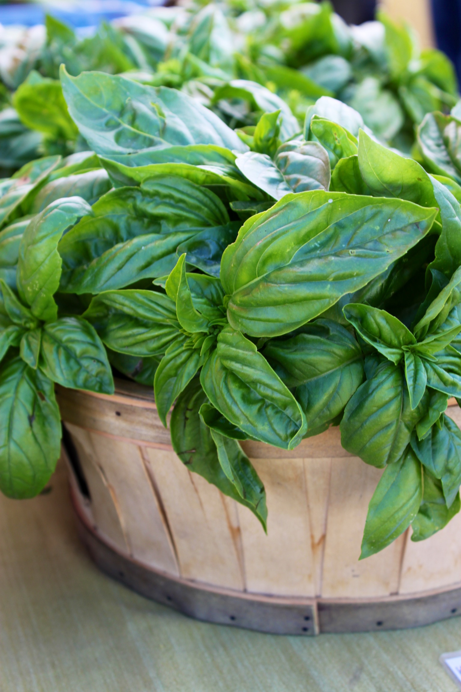 Basil Santa Rosa's West End Farmers Market