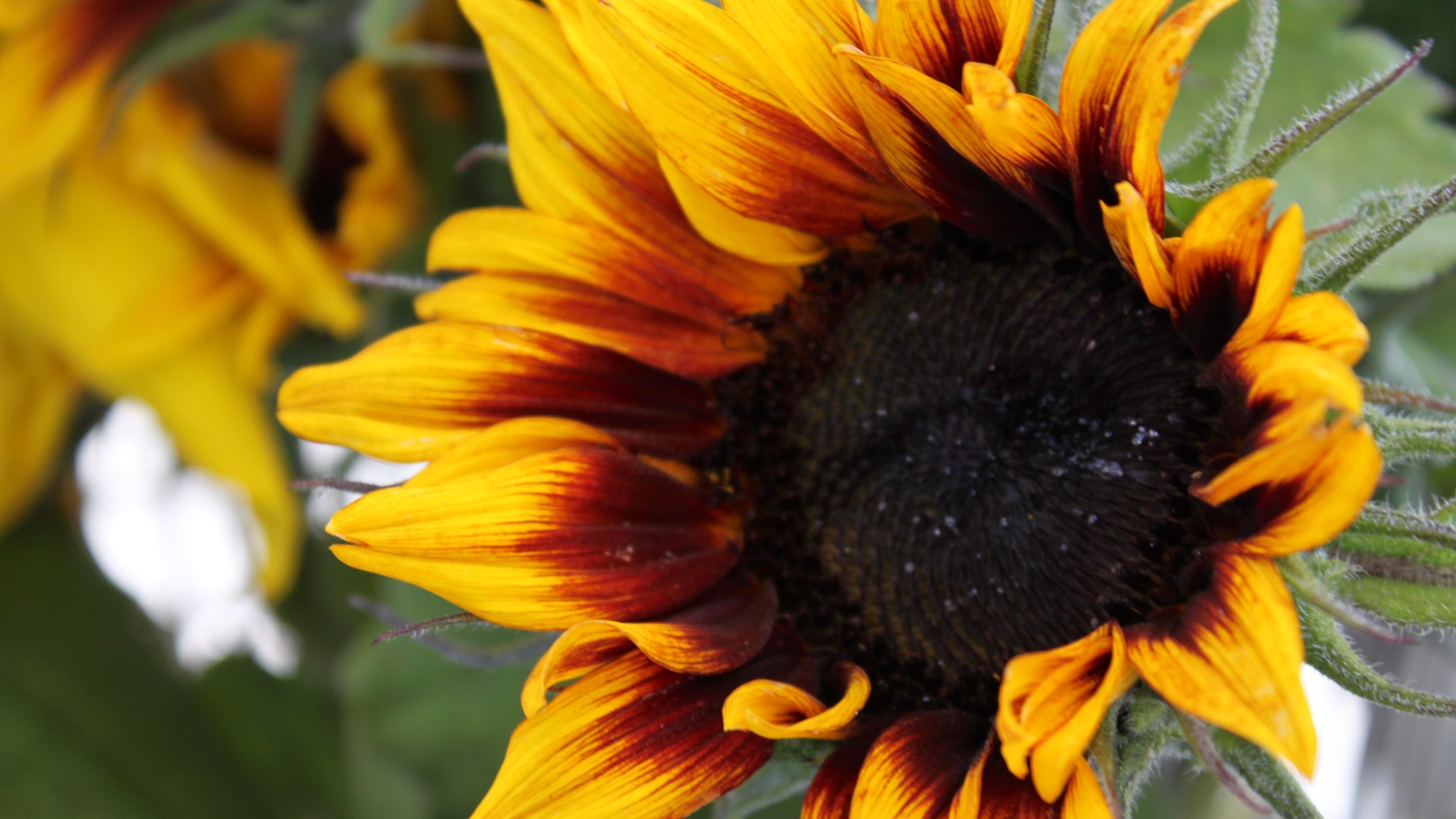 Sunflowers at Handlebar Mustache Farm at Santa Rosa's West End Farmers Market 