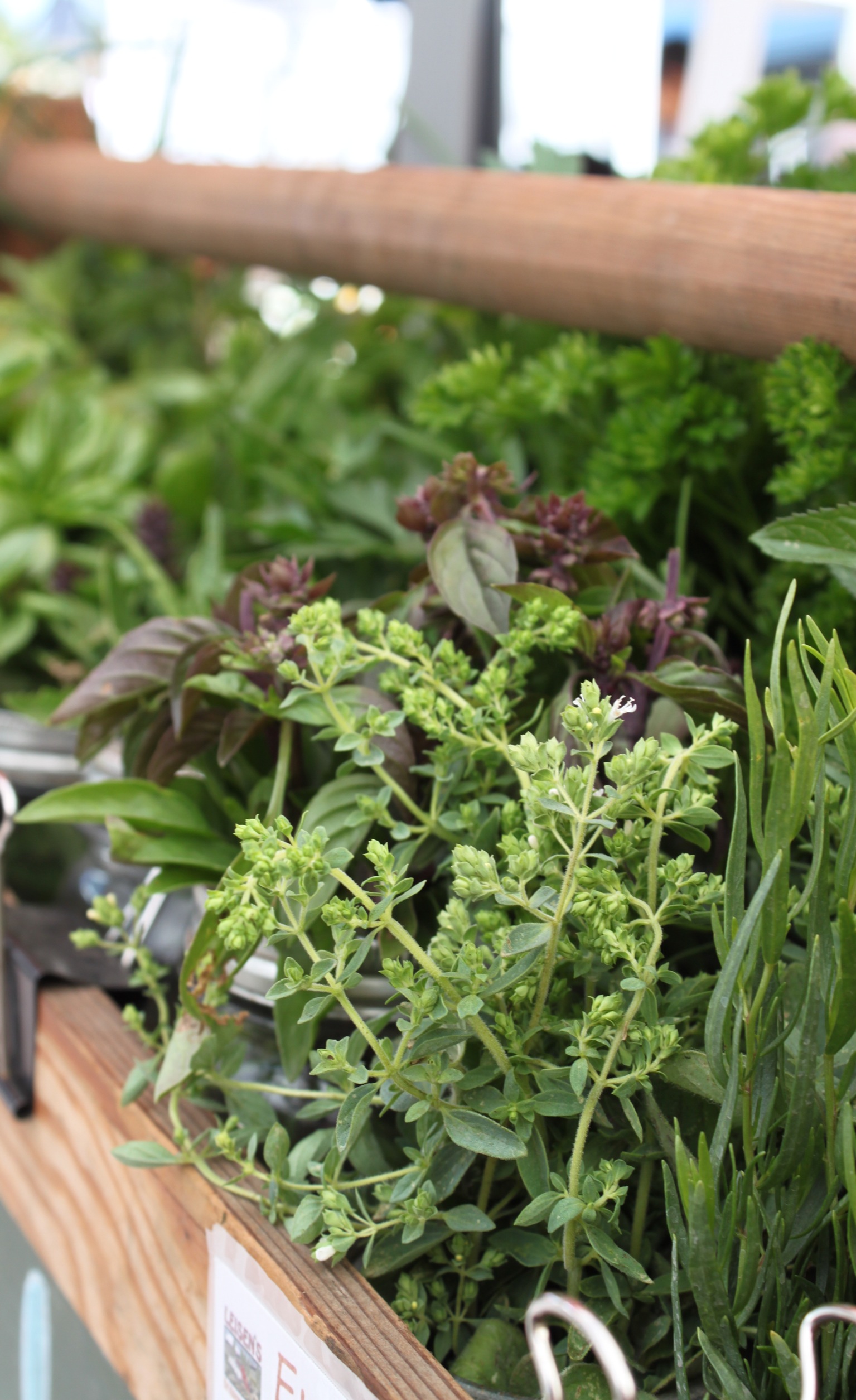 Herbs at Santa Rosa's West End Farmers Market