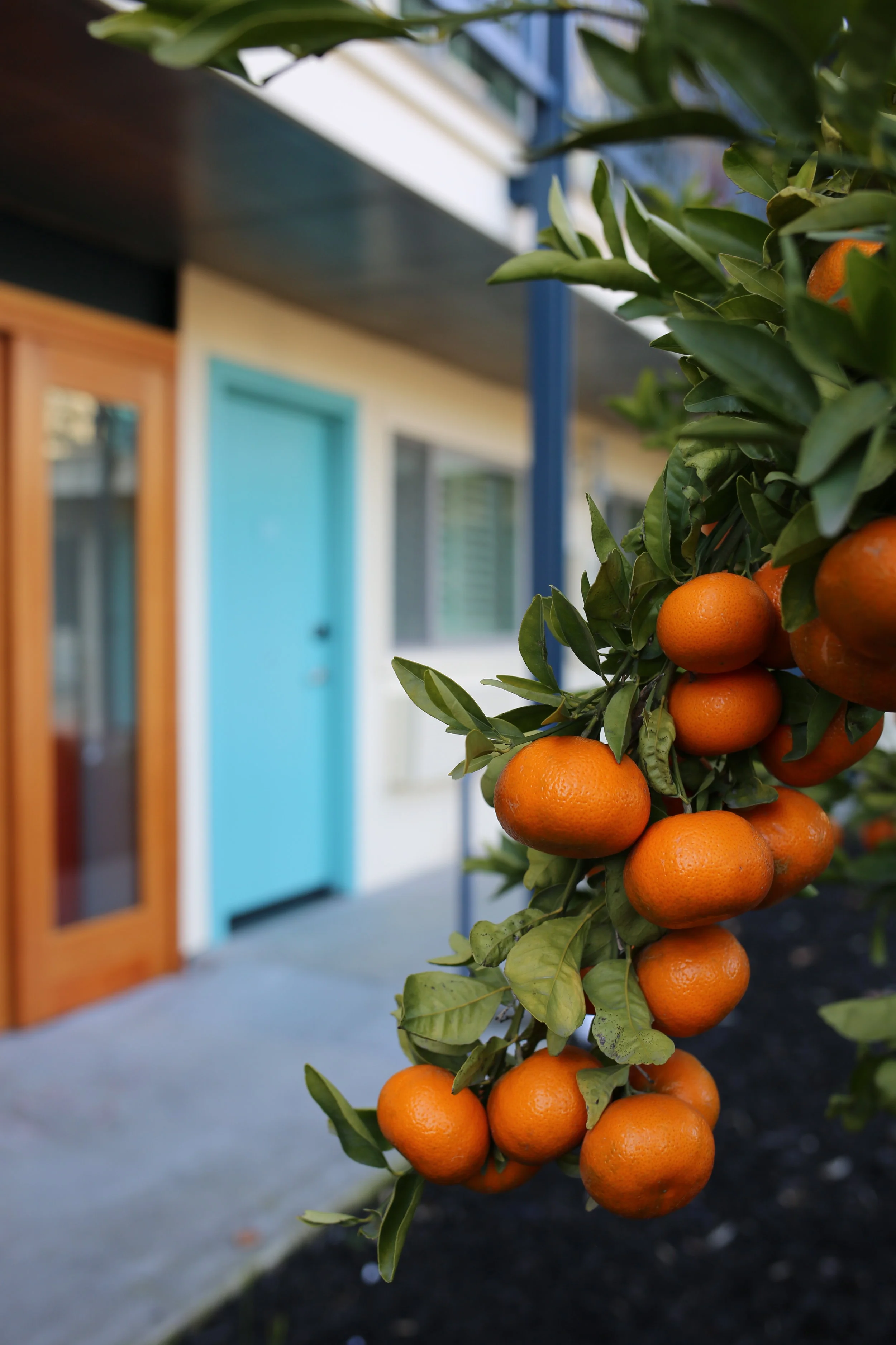 Staycation in Santa Rosa