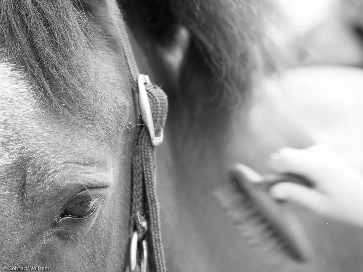 Horse grooming