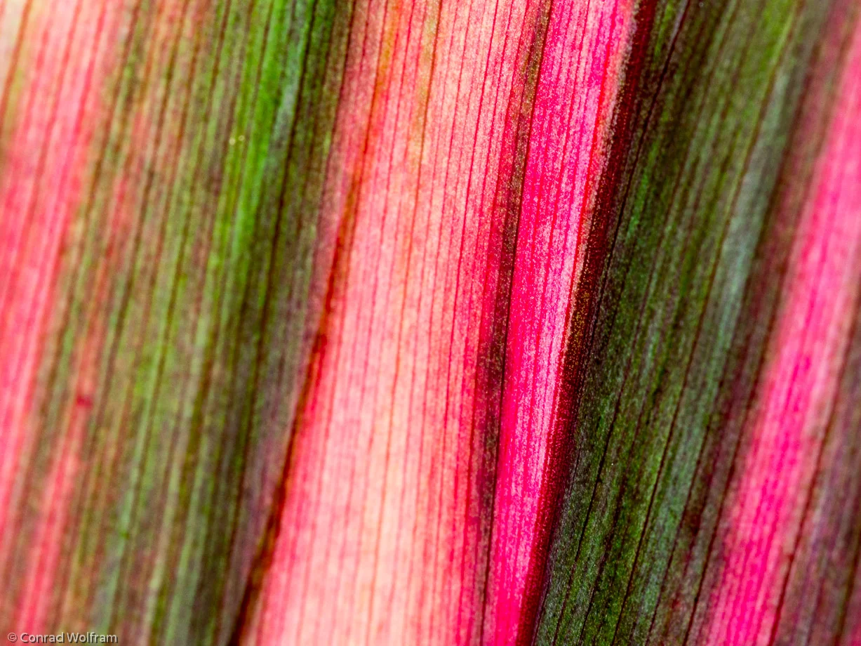 Red and green leaves