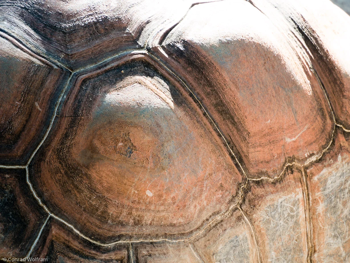 Tortoise back