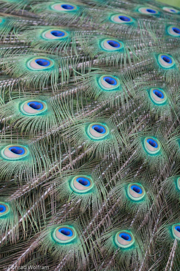 Peacock eyes