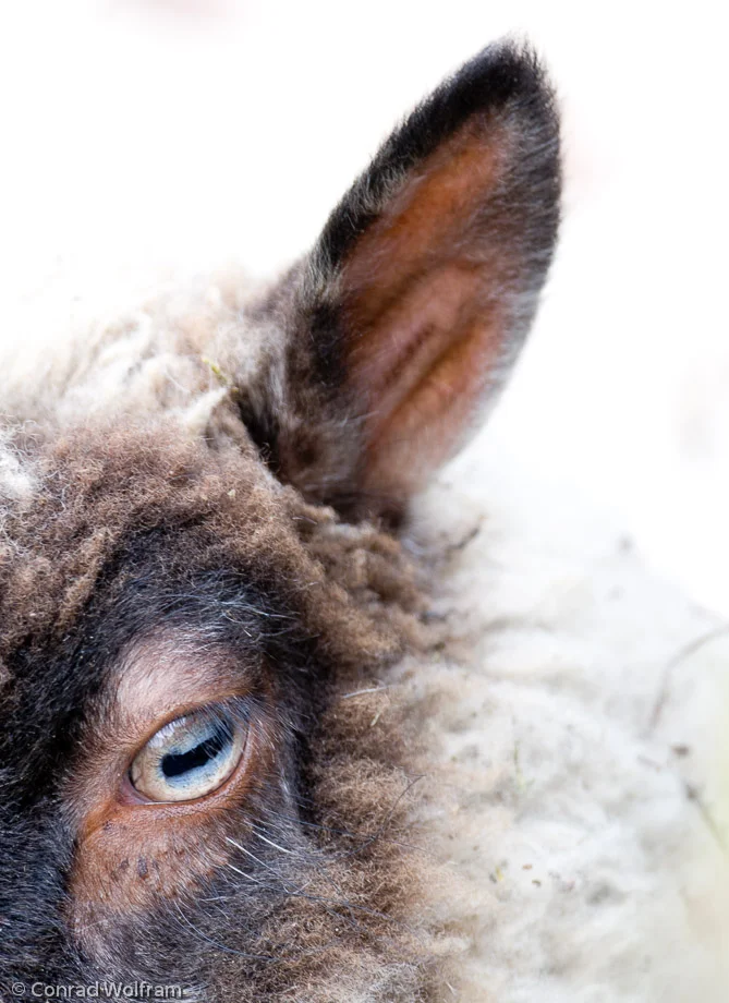 Sheep eye and ear