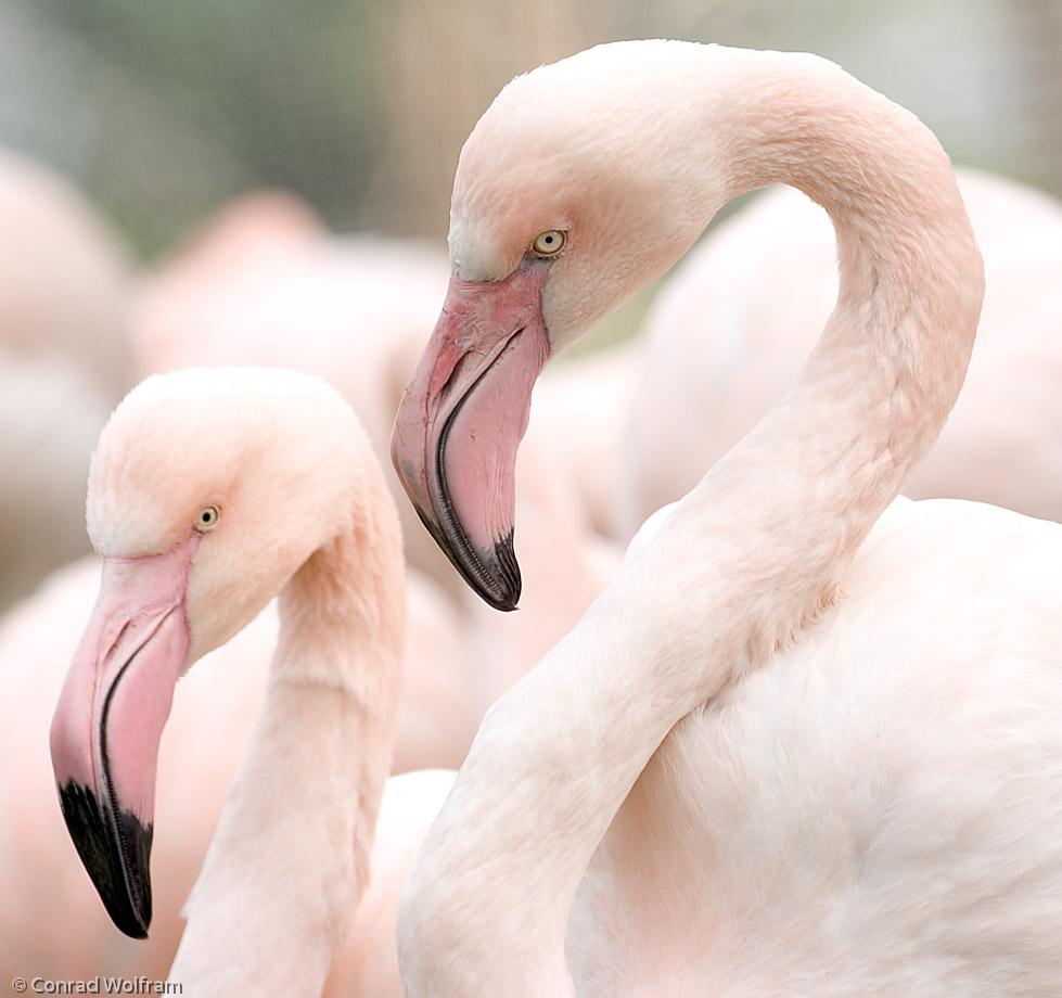 Flamingoes hang-out