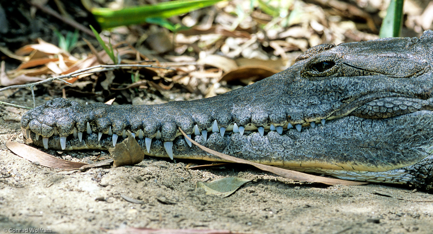 Smiling crocodile