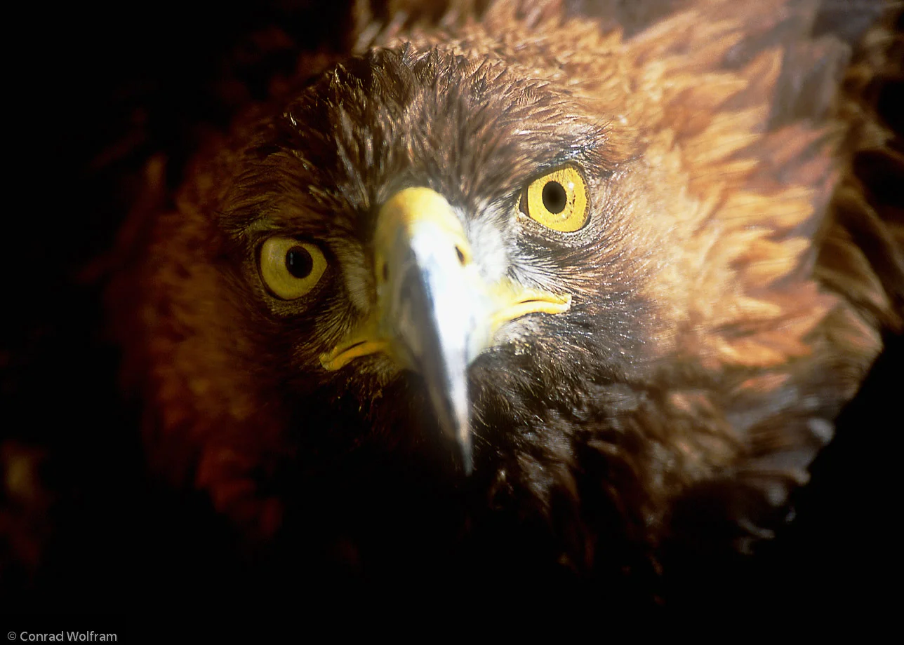 Eagle definitive look