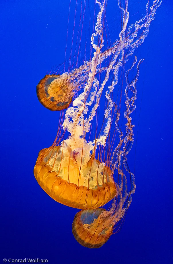 Jelly-fish in CA