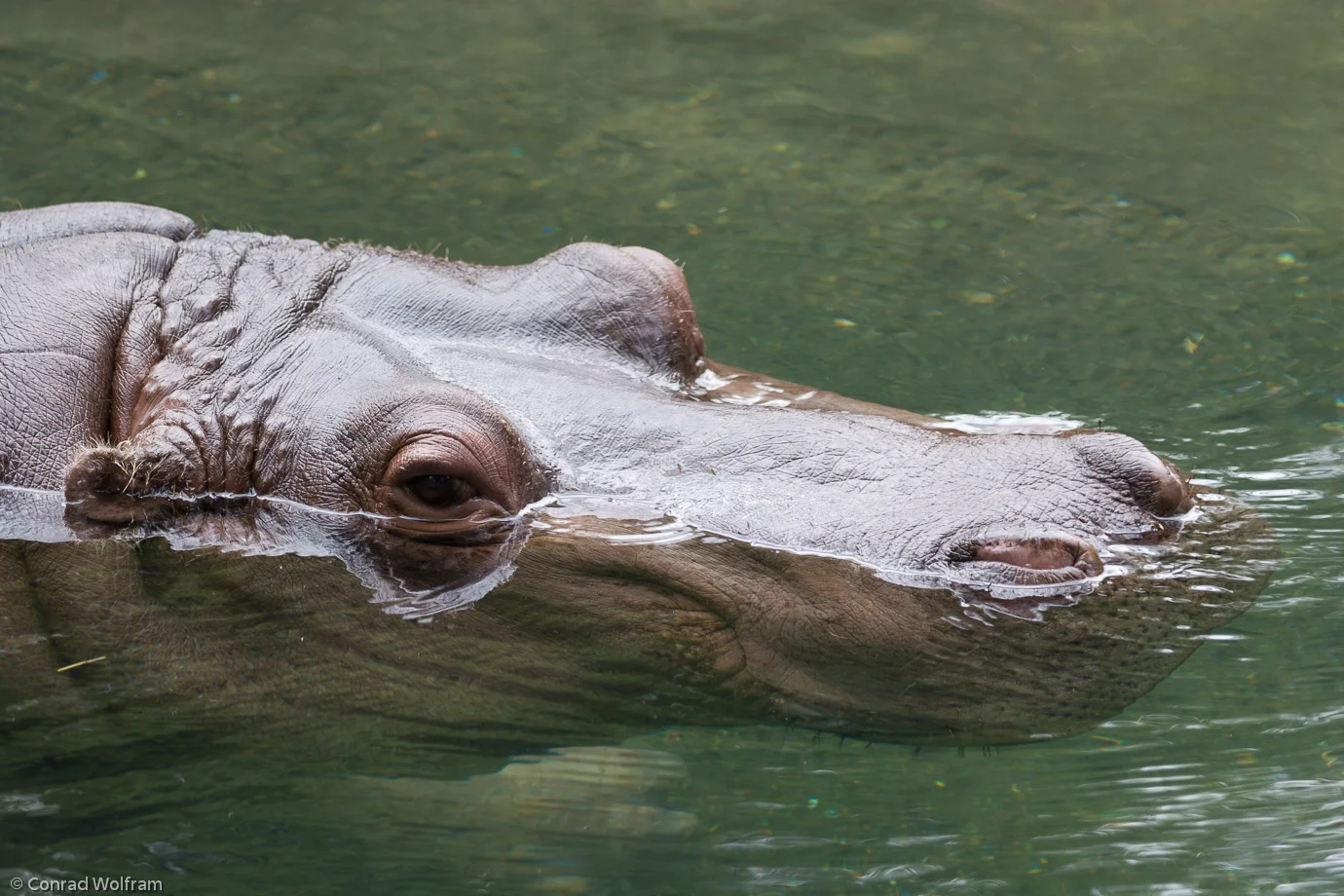 Hippo in water