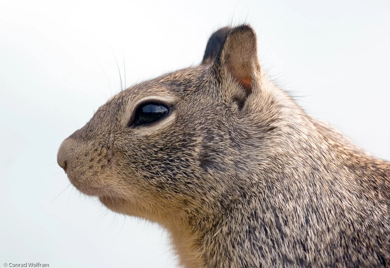 Squirrel close-up