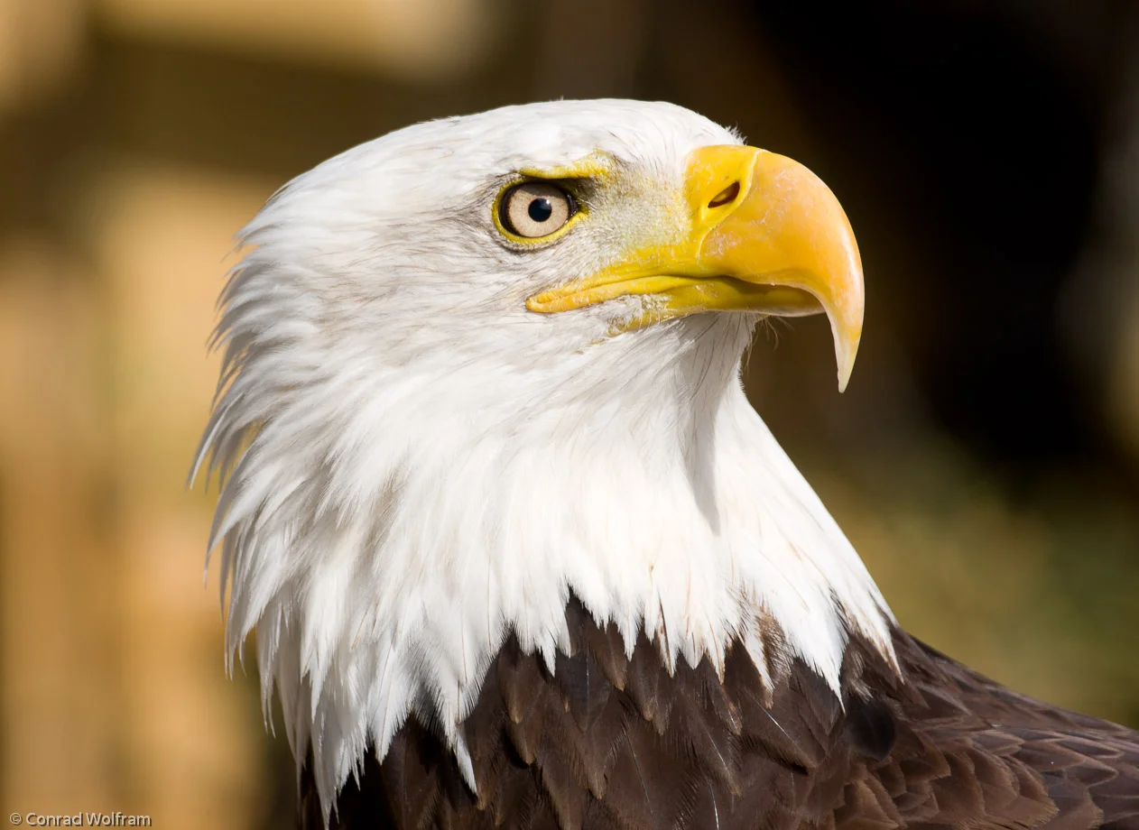 Eagle in charge