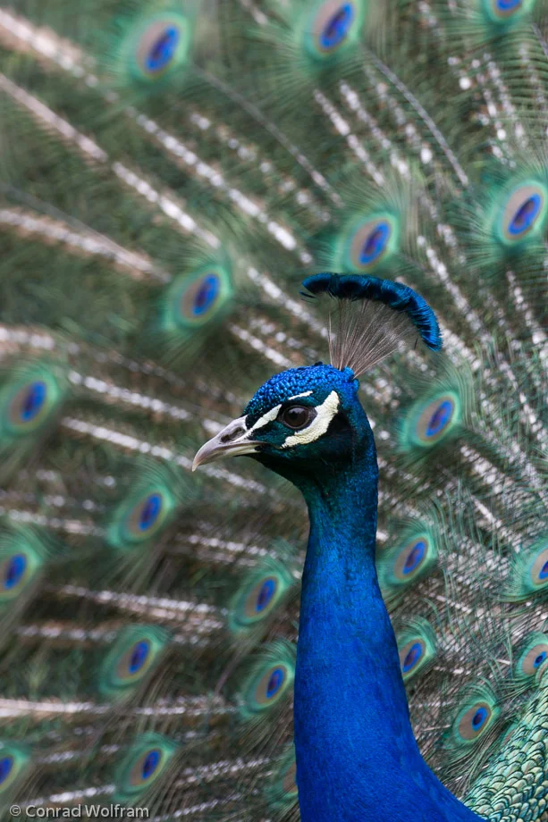 Peacock parades