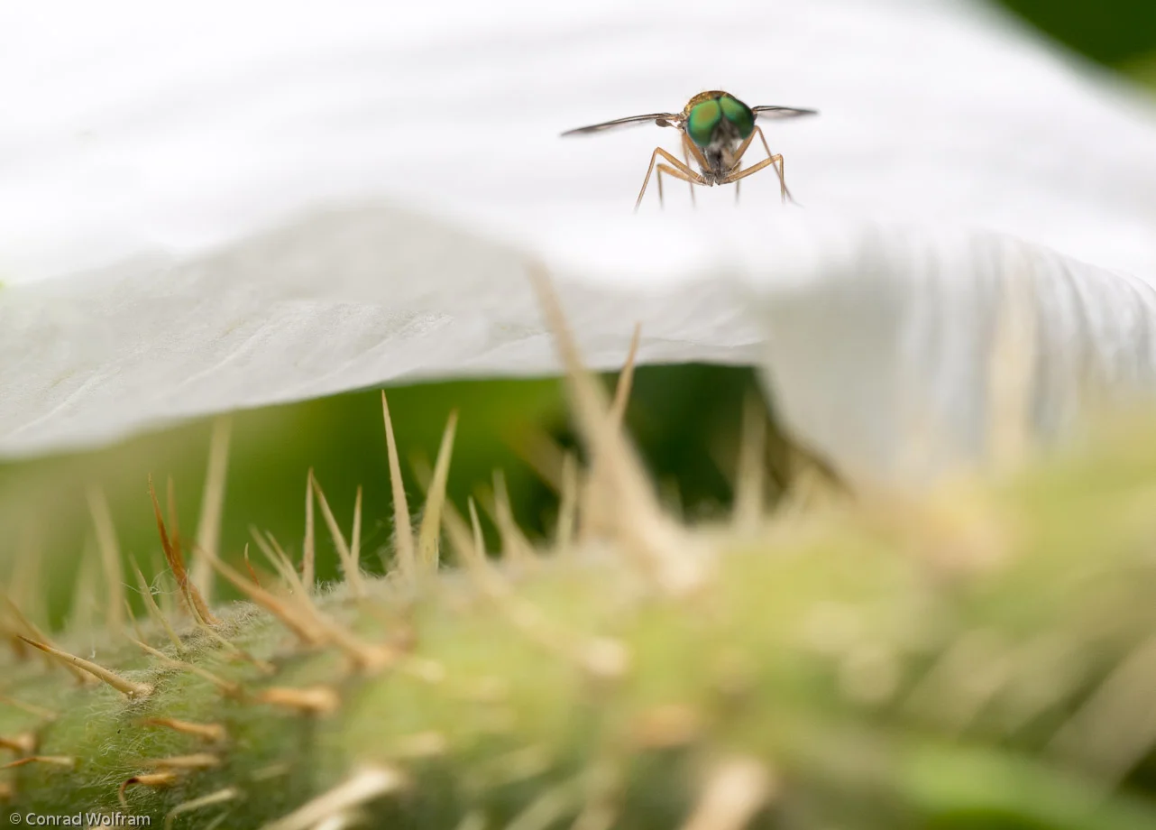 Fly observes rose