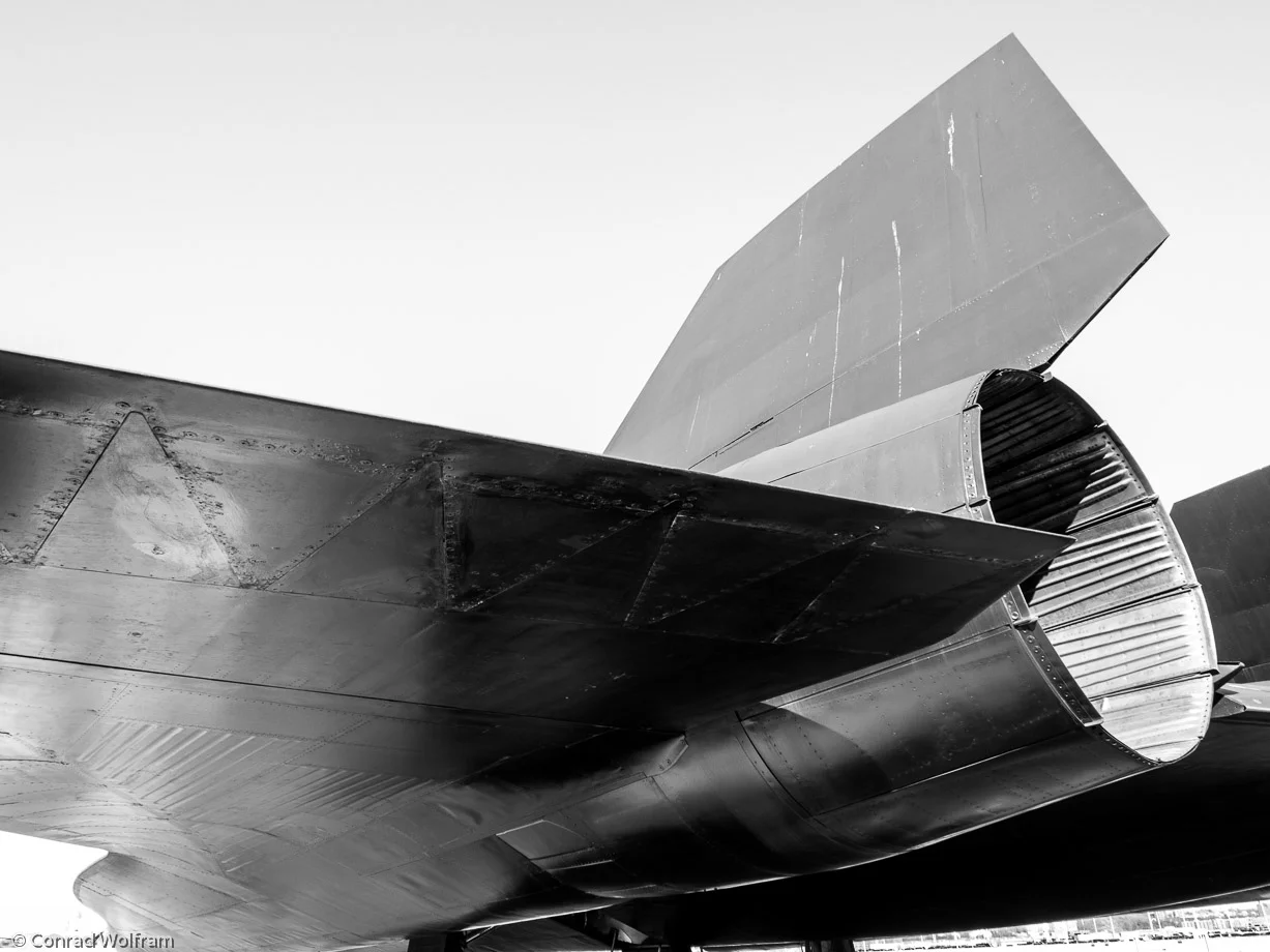 Blackbird's backside