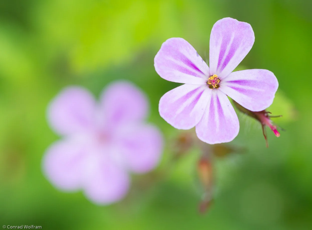 Pink "weed"