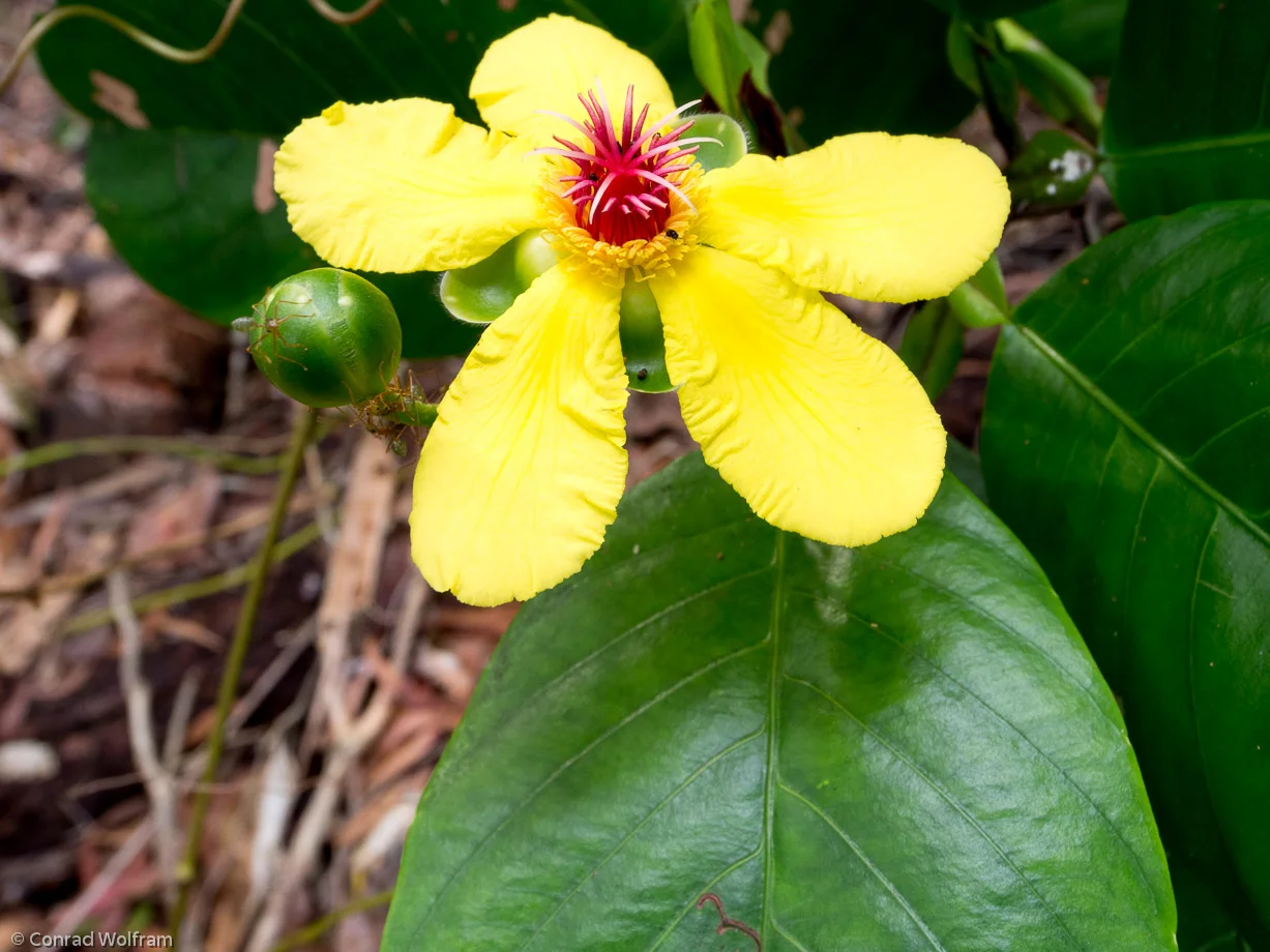 Yellow flower