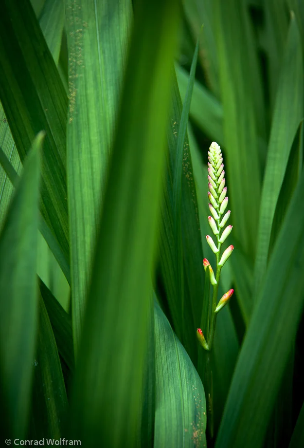 Grass in Scotland