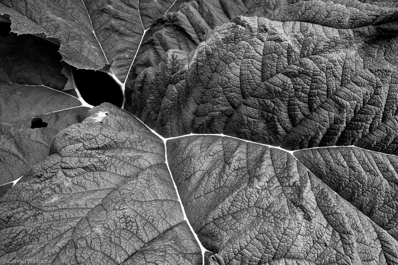 Leaf structures