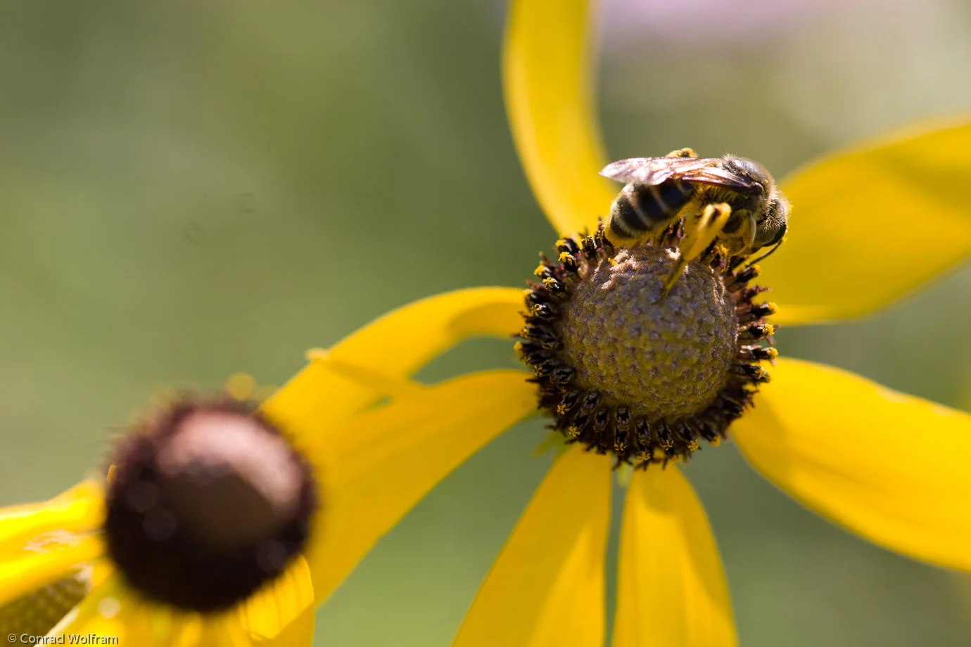 Wasp on Praire flower