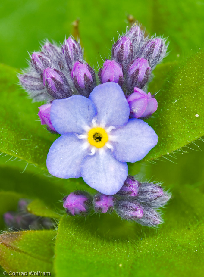 Forget-me-knots emerge