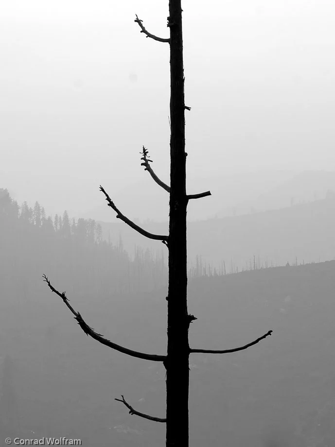 Burnt tree in Yosemite