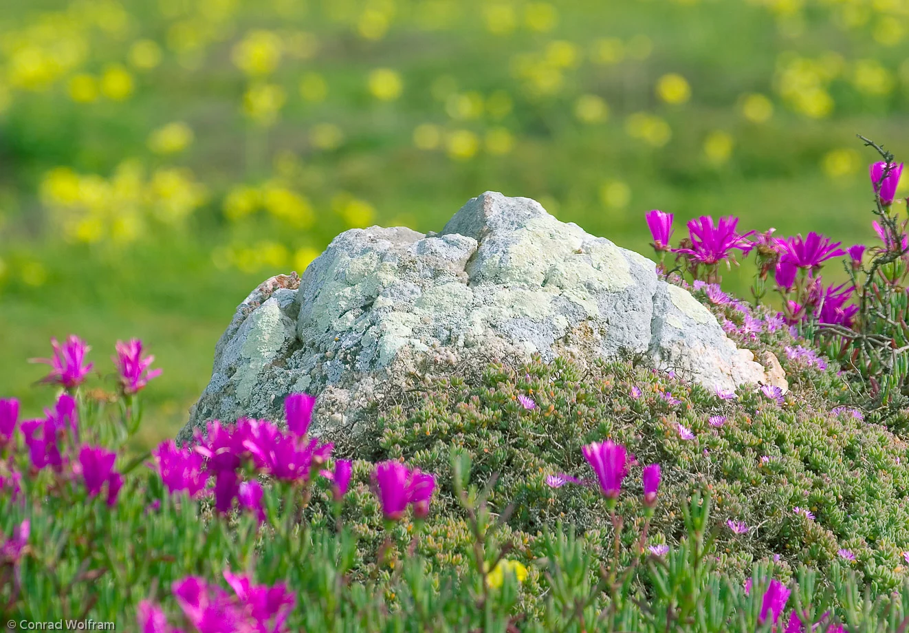 Rock and flowers