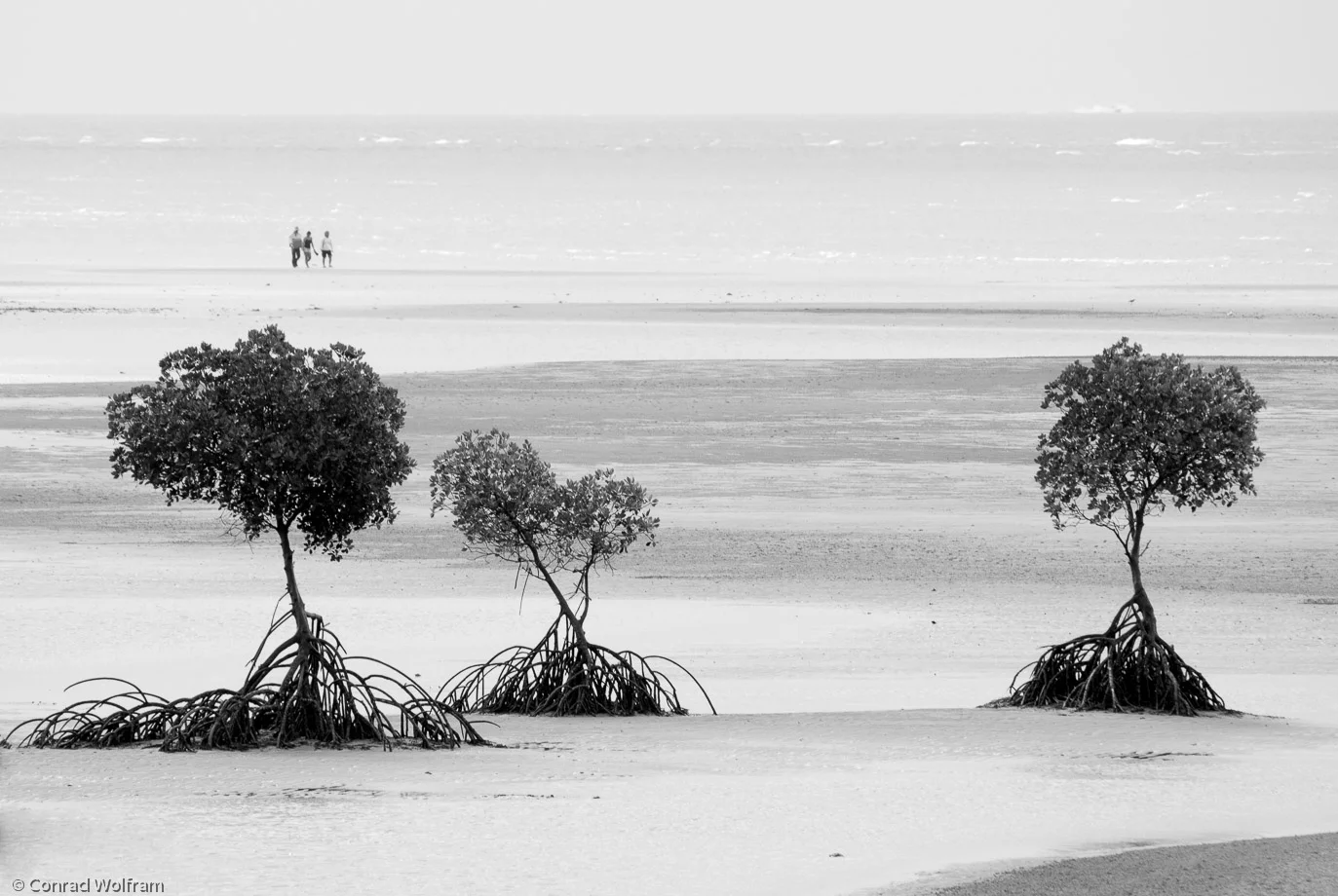 3 trees, 3 people