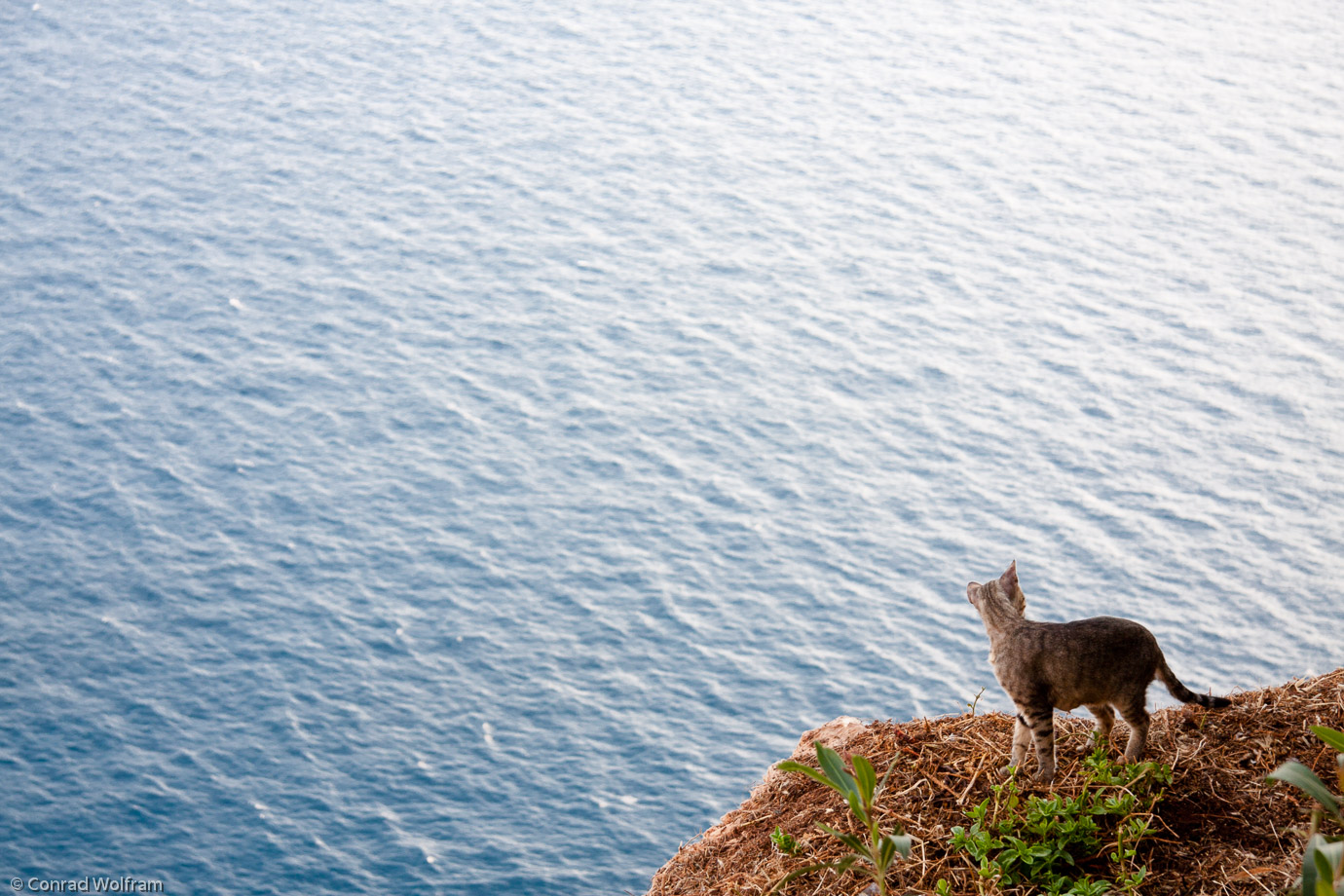 Cat looks over Mediterranean
