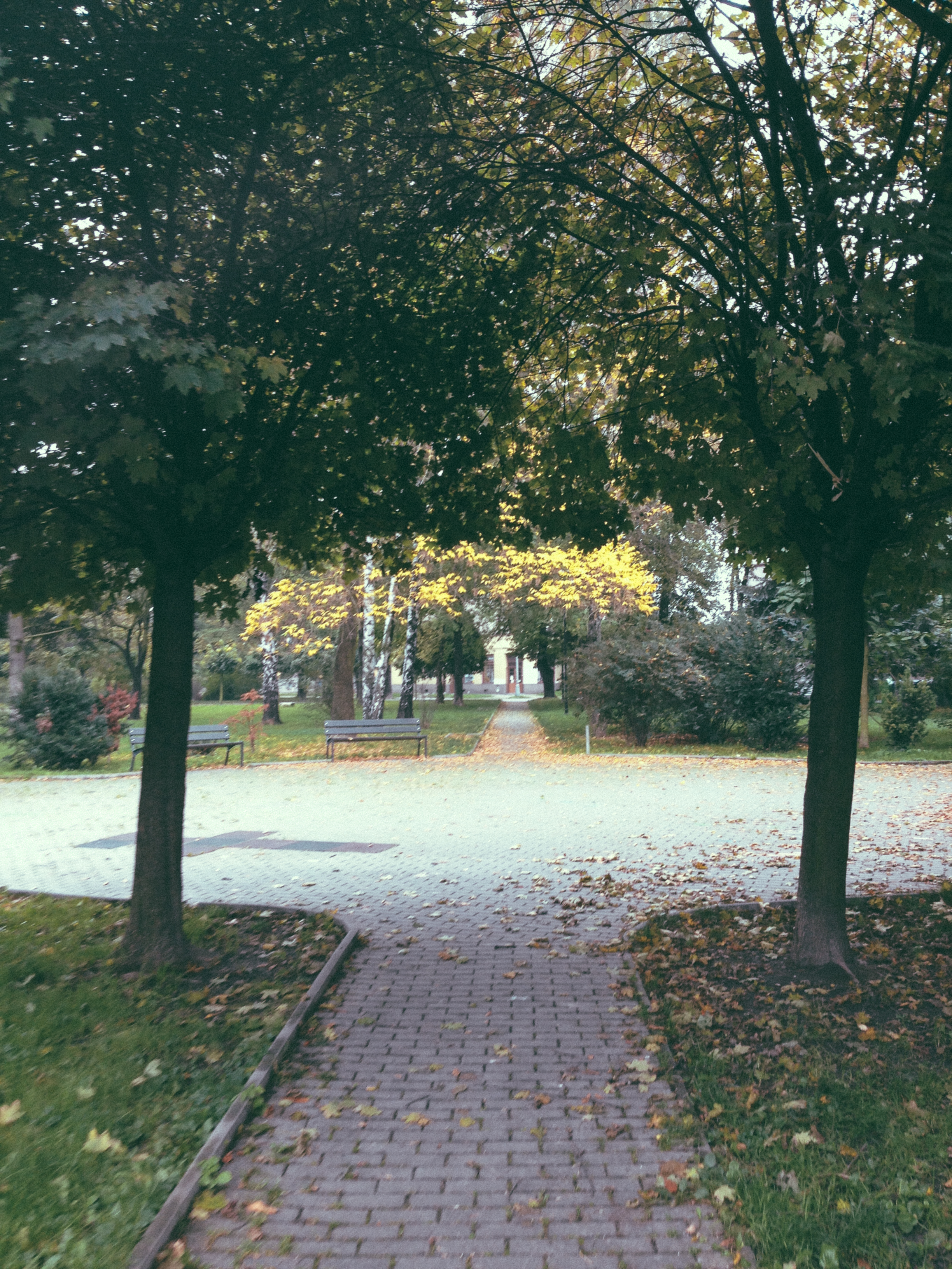 Fall is here, just down the street from my house.