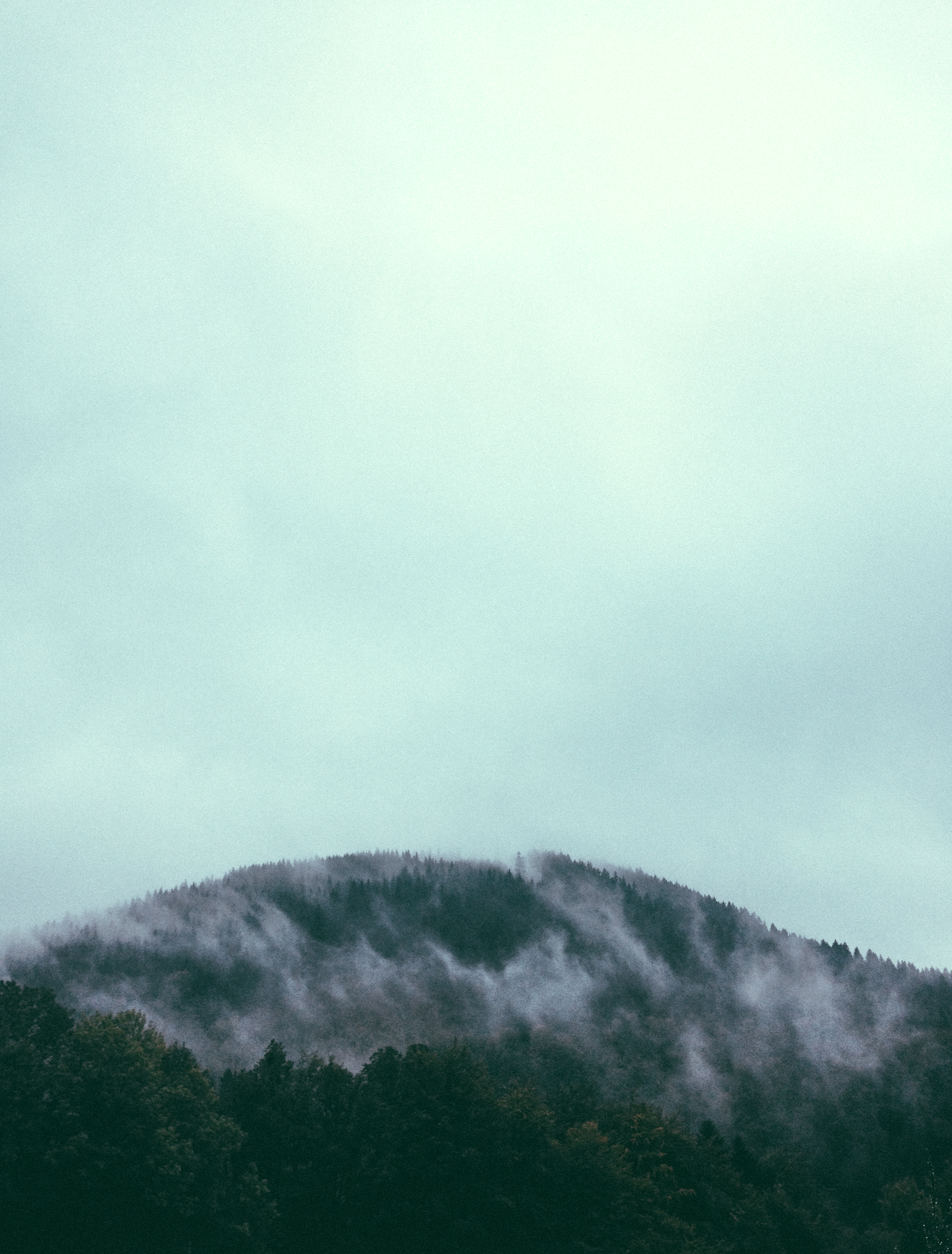 This is everywhere. Trees and fog. Reminds me of Washington.