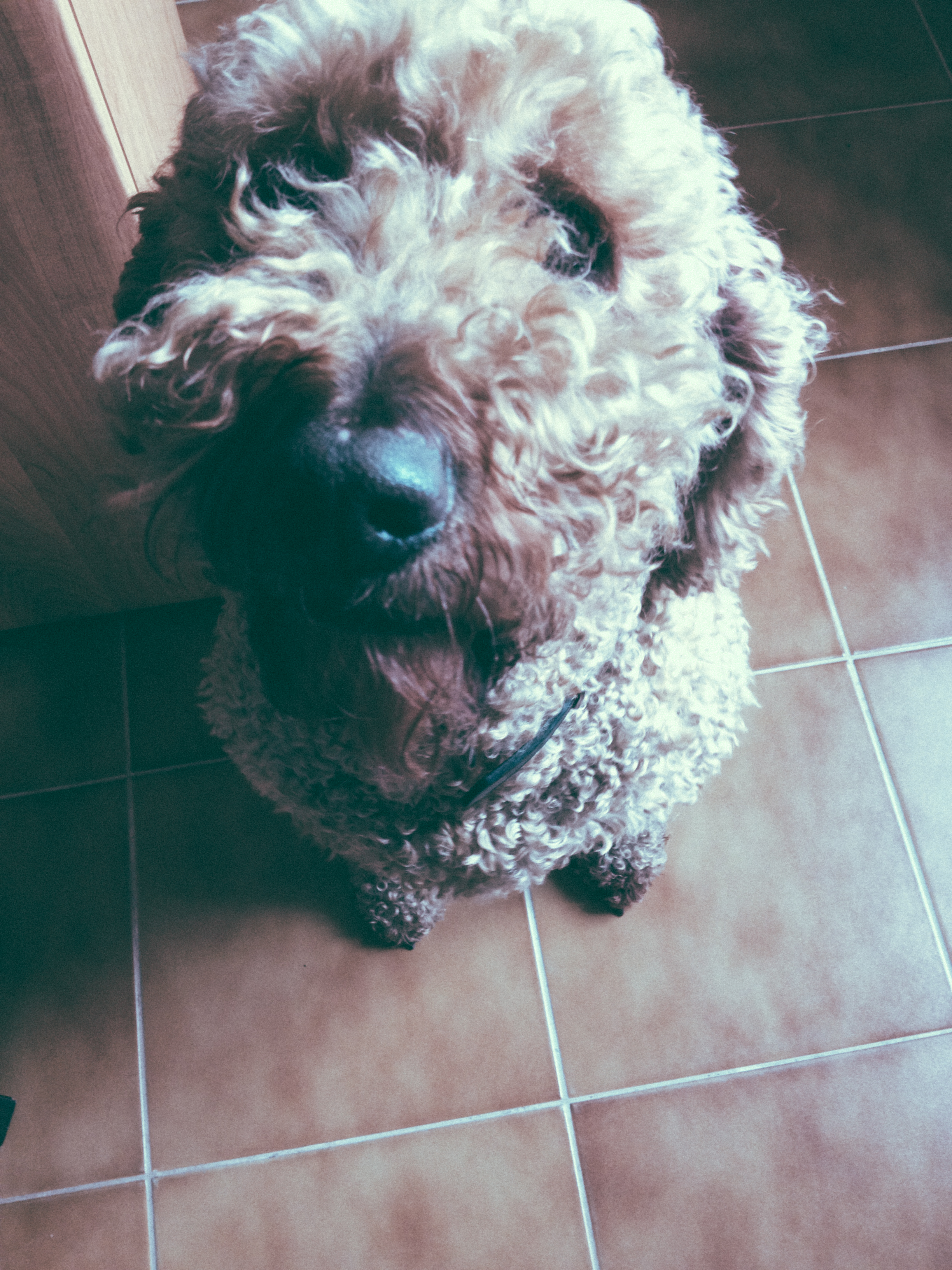 Dog sitting. Pun intended.