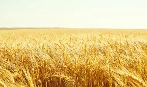 golden-wheat-field-endless-rows-photo.jpg