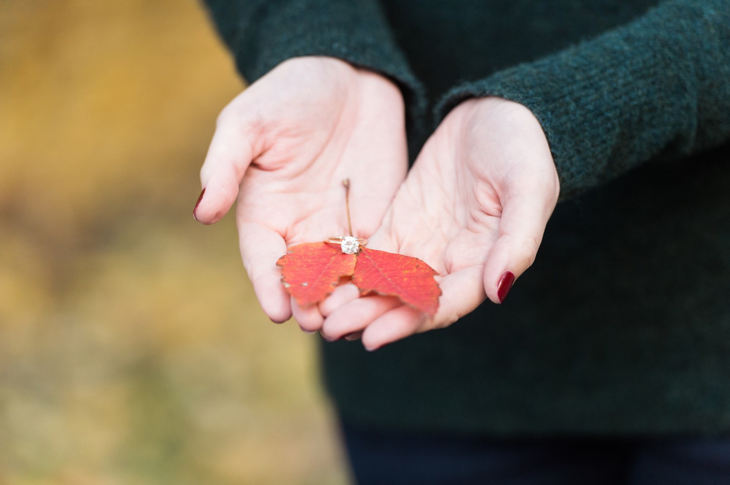 arnold arboretum fall boston engagement session golden hour light and classic engagement ring